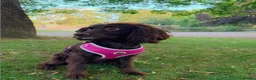 Cocker Spaniel dogs for sale: Ivy - the perfect Dog in Aberdeen - Advert 2