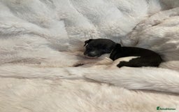 Italian Greyhound dogs for sale: Italian Greyhound Puppies - Image 2