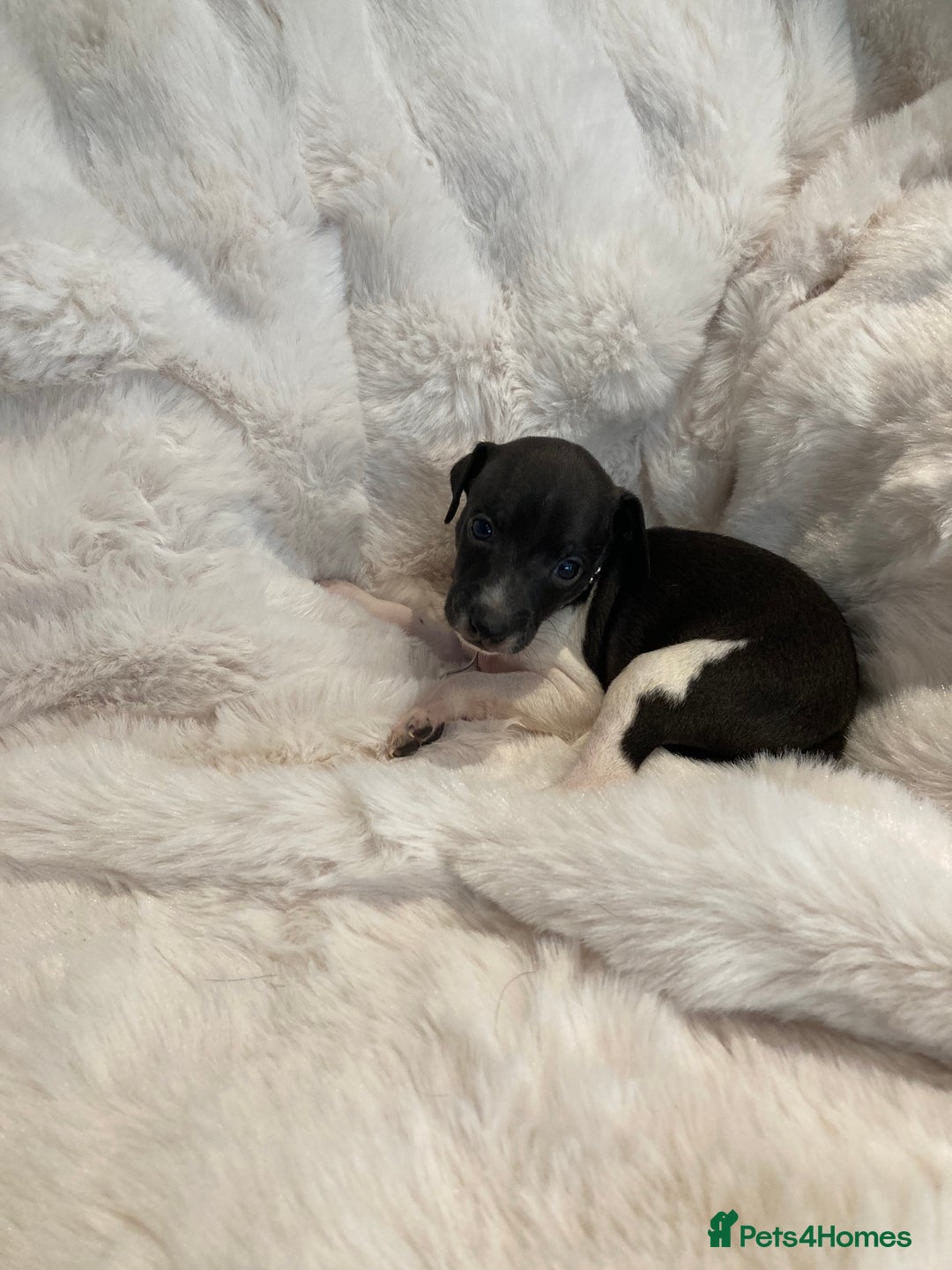 Italian Greyhound dogs for sale: Italian Greyhound Puppies - Image 2