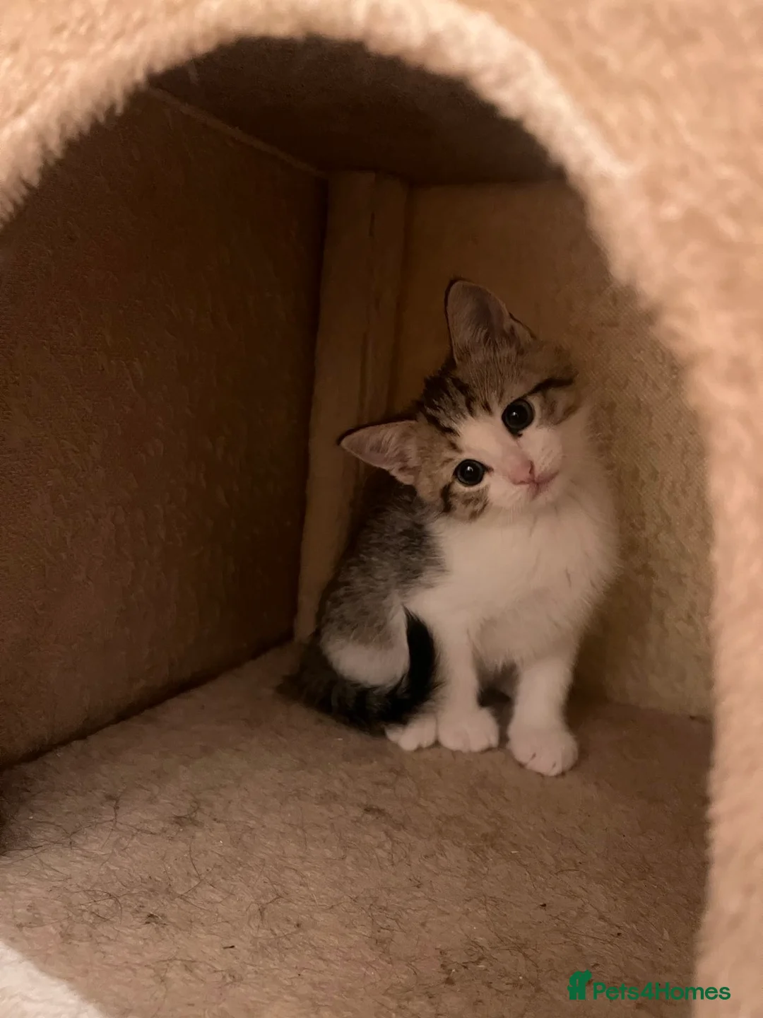 Mixed Breed cats for sale: 3 Beautiful Kittens - Advert 3