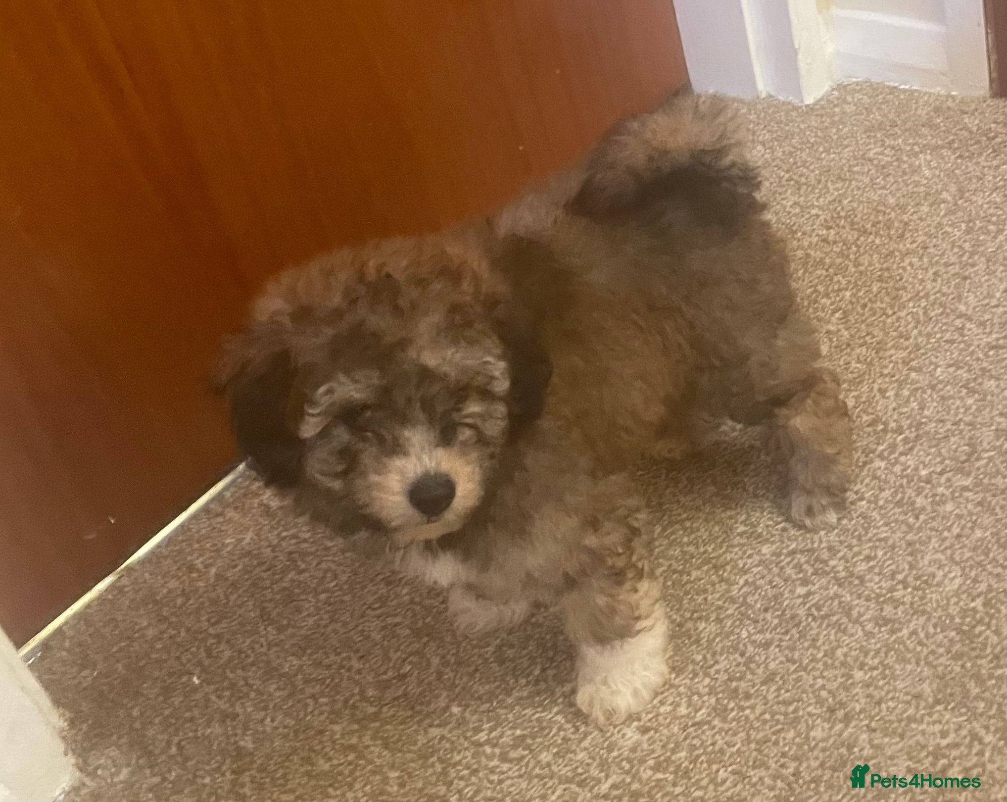 Cockapoo dogs F1b cocapoo  - Advert 2