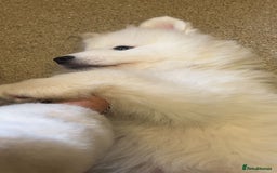 Samoyed dogs for sale: STUNNING SAMOYED PUPPY  🐾  - Image 3