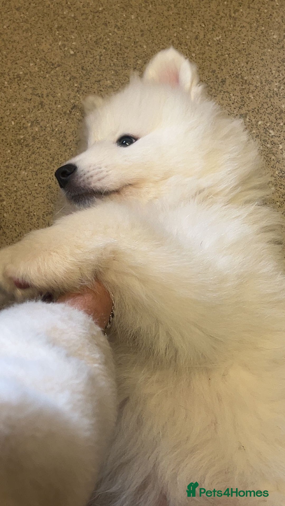 Samoyed dogs for sale: STUNNING SAMOYED PUPPY  🐾  - Image 3