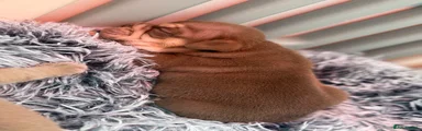 English Bulldog 2 - Elliott