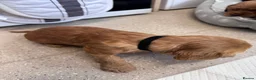 Cocker Spaniel dogs for sale: Cocker spaniel puppies  - Advert 11