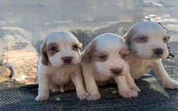 Cocker Spaniel dogs for sale: Coca spanial  - Advert 6