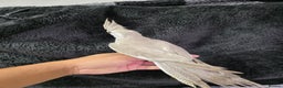 Cockatiels birds for sale: Silly hand tamed baby cockatiels for sale  - Advert 4
