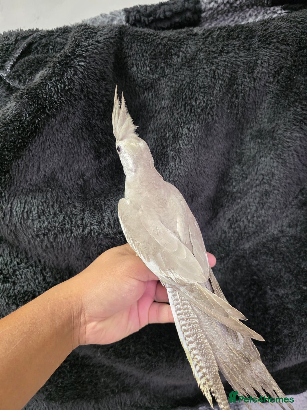 Cockatiels birds for sale: Silly hand tamed baby cockatiels for sale  - Image 4