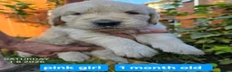 Golden Retriever dogs for sale: Gorgeous Golden Retriever Puppies KC Reg  - Advert 9