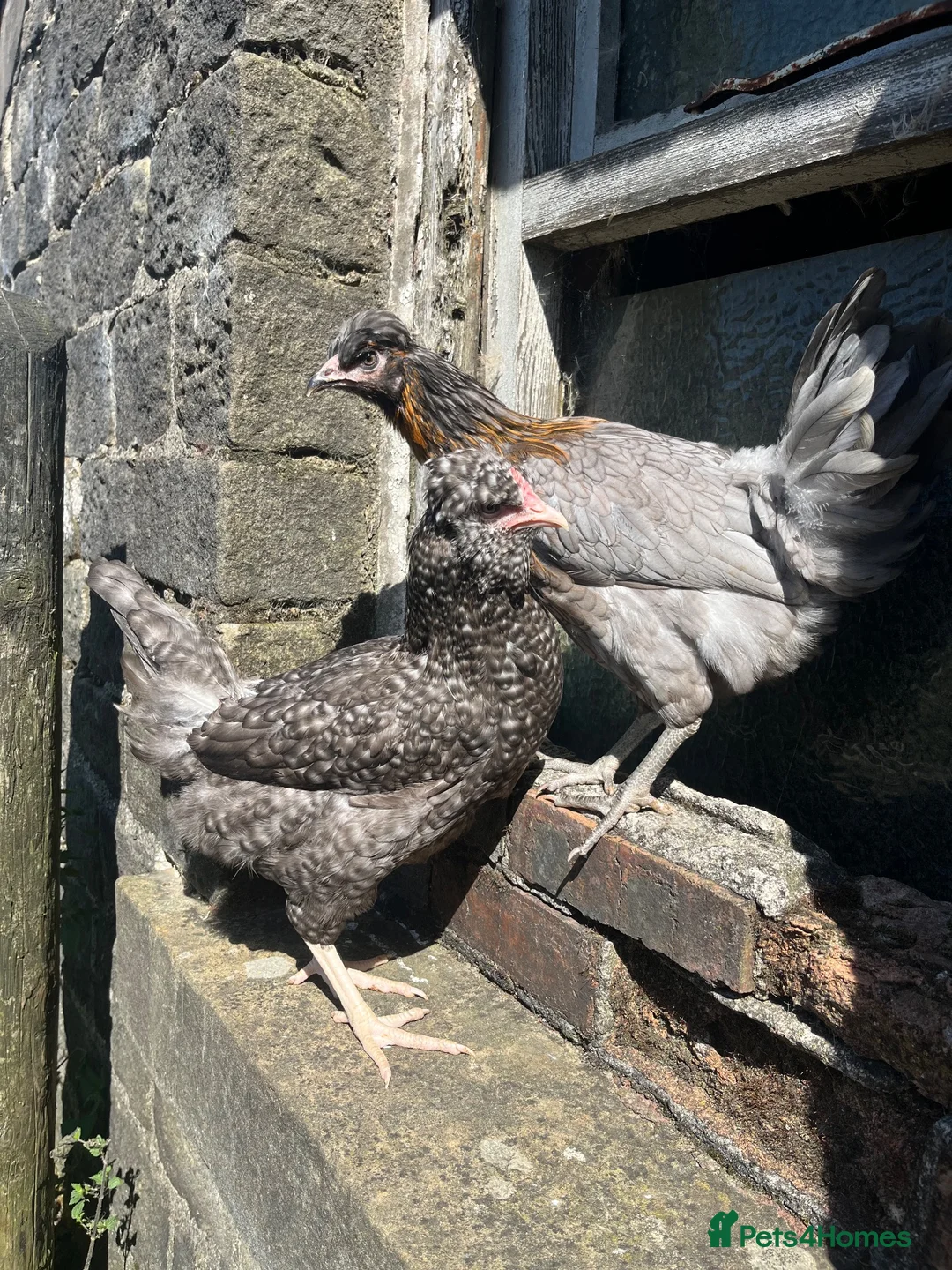 Chickens poultry for sale: Point of lay Easter egg layers ( rainbow eggs ) - Advert 2