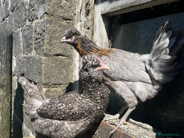 Chickens poultry Point of lay Easter egg layers ( rainbow eggs ) - Advert 2
