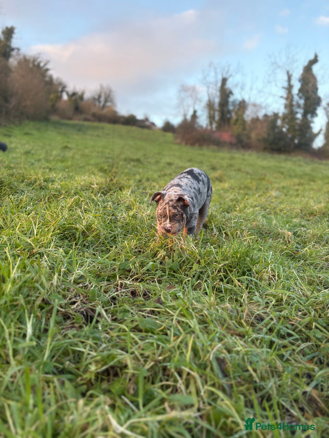 Olde English Bulldogge dogs for sale: 3 male puppy Olde English Bulldogges left - Advert 11