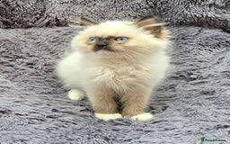 Ragdoll cats for sale: GCCF registered Ragdoll kittens  - Image 15