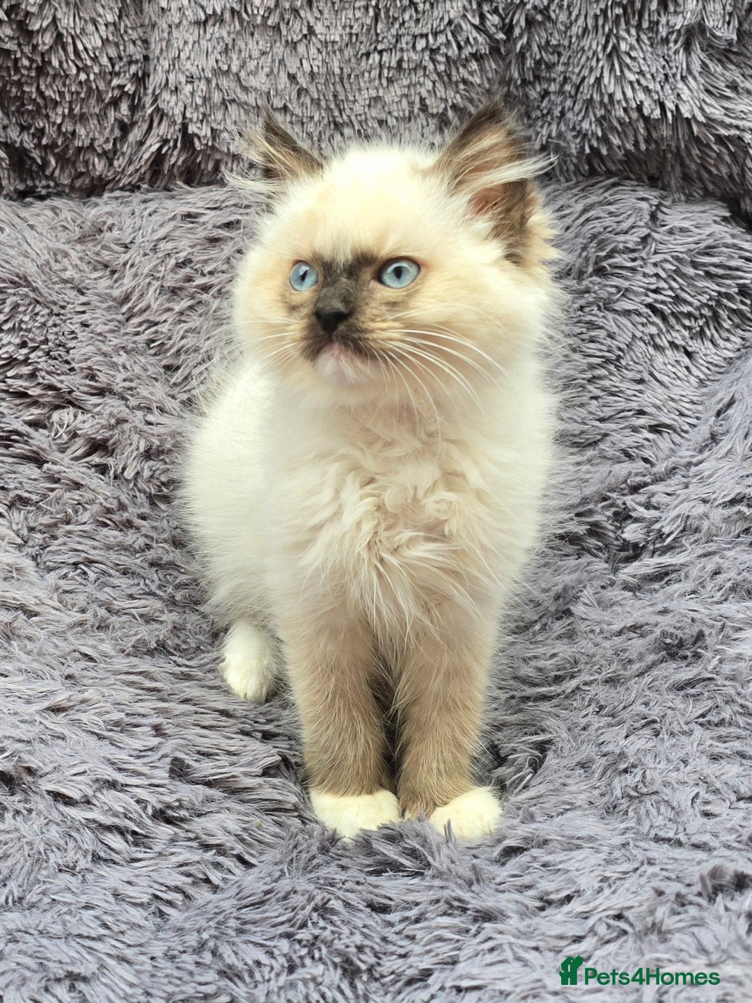 Ragdoll cats for sale: GCCF registered Ragdoll kittens  - Image 15