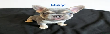French Bulldog Puppy 2
