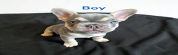 French Bulldog dogs for sale: French Bulldog Puppies - Advert 12