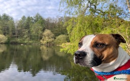 Staffordshire Bull Terrier dogs for stud: For stud FREE - Image 14