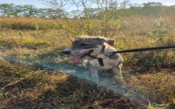 Mixed Breed dogs for adoption: ROXANA - a Sweet & young Girl - for a Loving Home - Advert 10