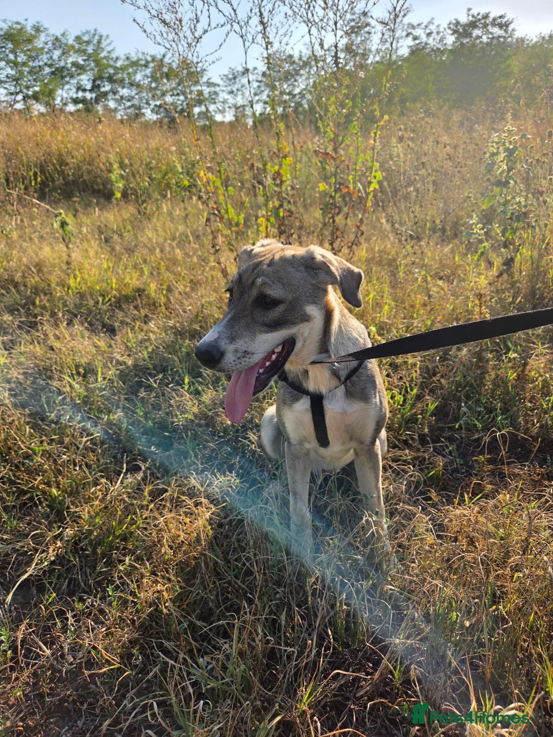 Mixed Breed dogs for adoption: ROXANA - a Sweet & young Girl - for a Loving Home - Advert 10