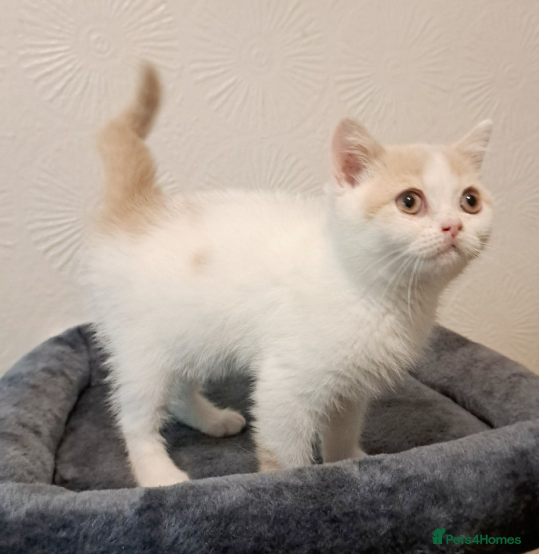 British Shorthair cats for sale: British Shorthair Cream and White Harlequin Male - Image 9