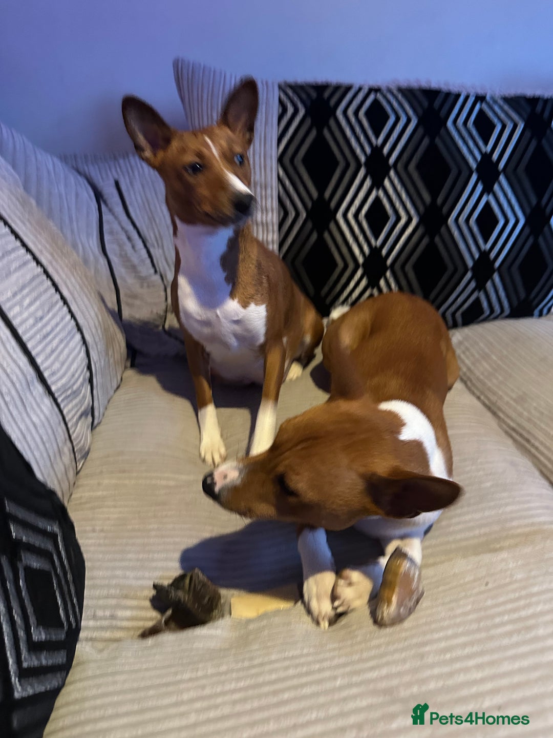 Basenji dogs for sale:  basenji puppies from pure breed mother father kc - Advert 8