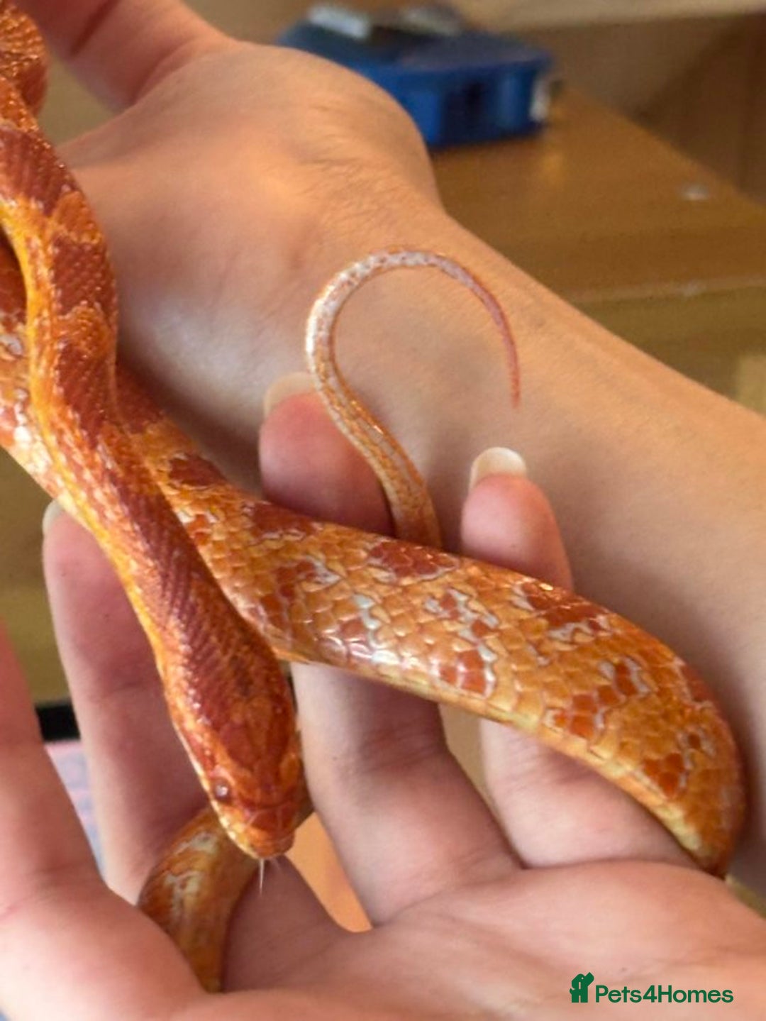 Corn Snake reptiles for sale: Corn Snake & Vivarium  - Image 3