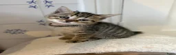Mixed Breed cats for sale: Beautiful kittens  - Advert 7