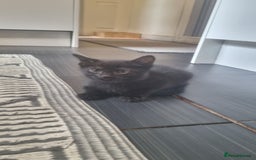 Mixed Breed cats for sale: 5 kittens ready to go - Image 6