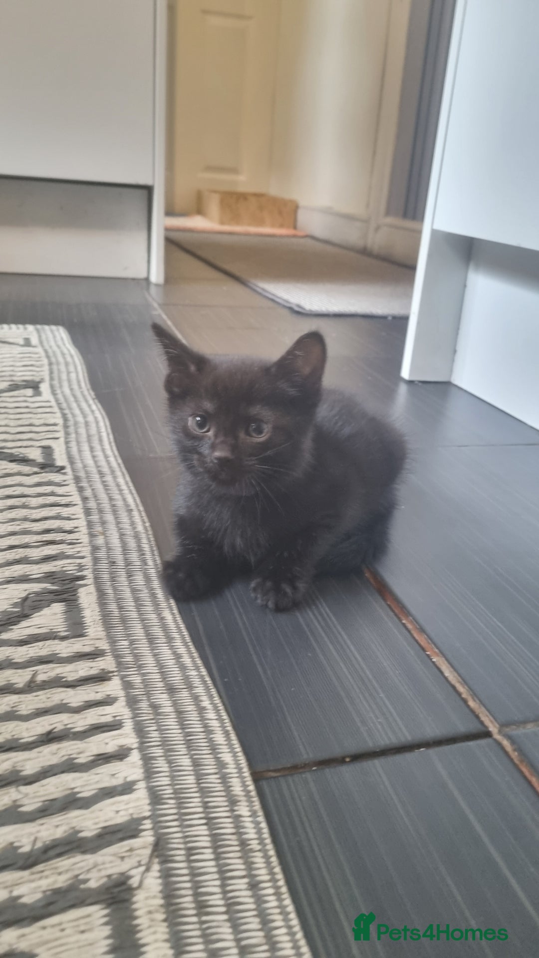 Mixed Breed cats for sale: 5 kittens ready to go - Image 6