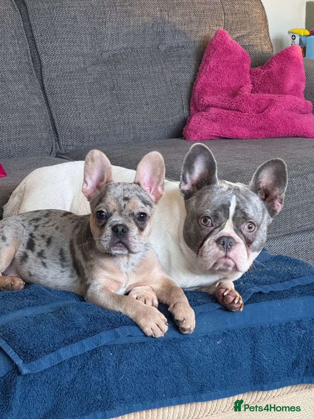 French Bulldog dogs for sale: French Bulldog Male for sale - Image 3