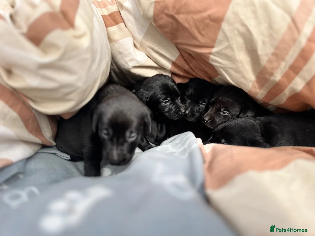 Labrador Retriever dogs for sale: Black Labrador puppies in Amlwch - Advert 6