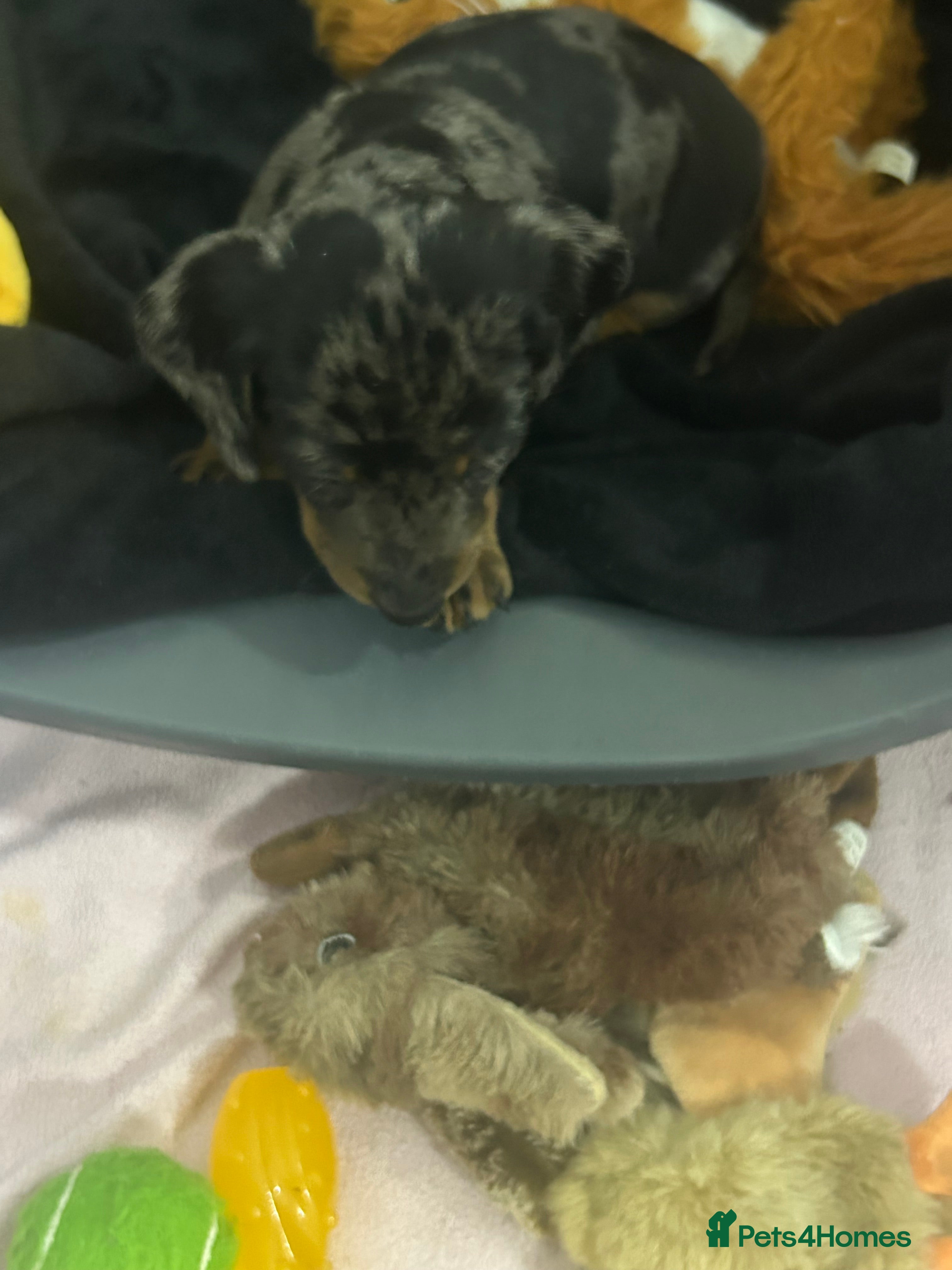 Dachshund dogs 1 adorable dachshund - Advert 2