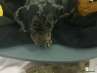 Dachshund dogs 1 adorable dachshund - Advert 2