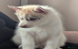 Siberian Husky dogs for sale: Beautiful KC registered Siberian puppies  - Image 4