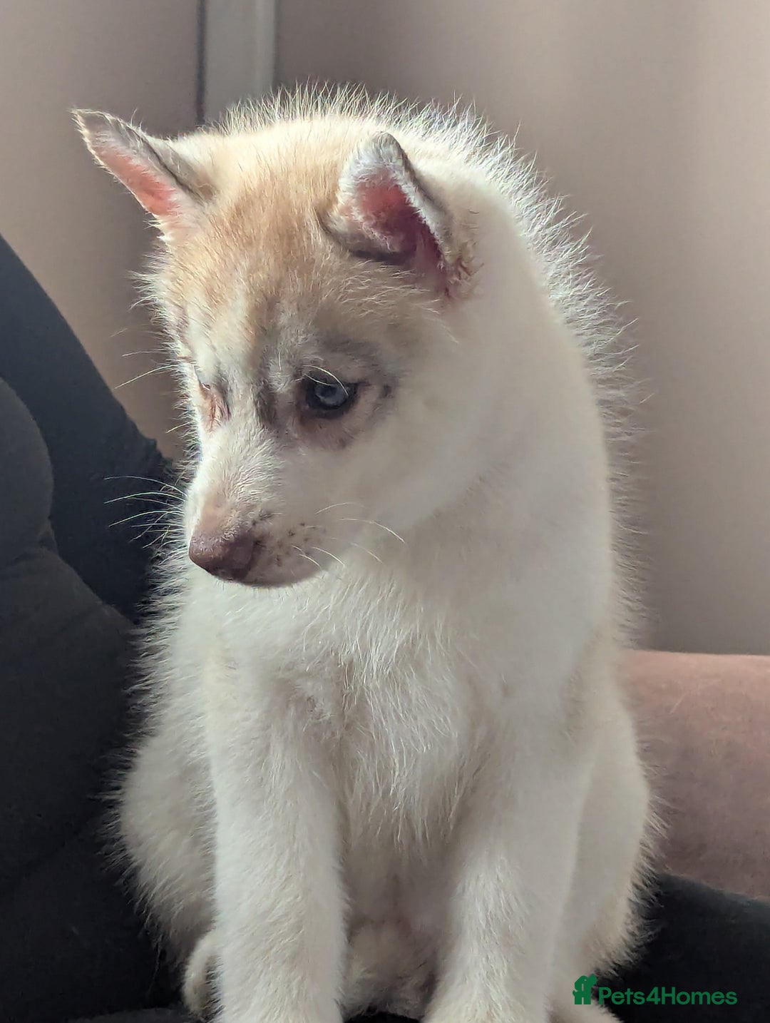 Siberian Husky dogs for sale: Beautiful KC registered Siberian puppies  - Image 4