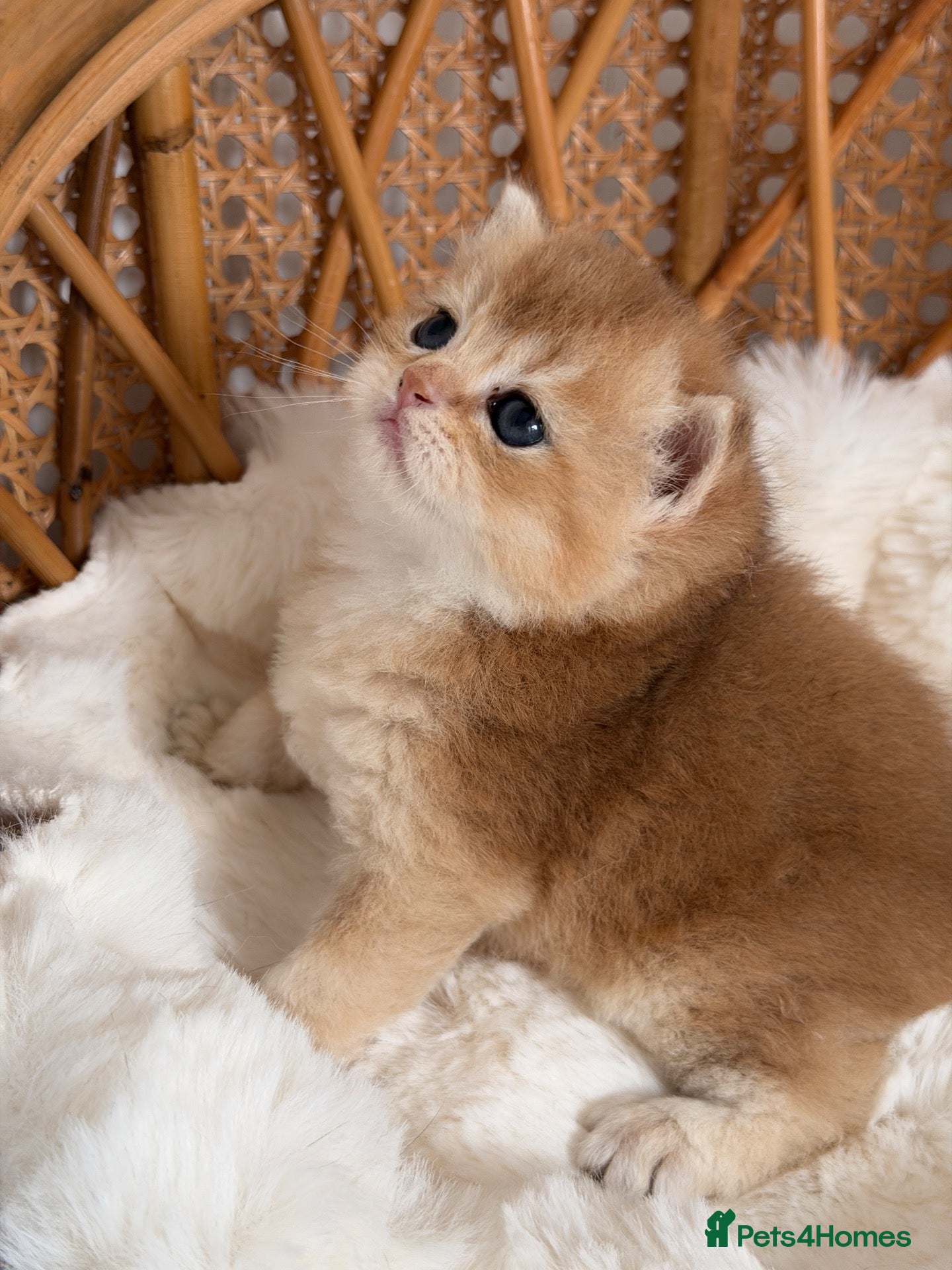 British Shorthair cats BSH Golden kittens,exc quality, registered  - Advert 8