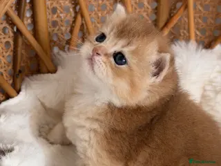 British Shorthair cats BSH Golden kittens,exc quality, registered - Advert 8
