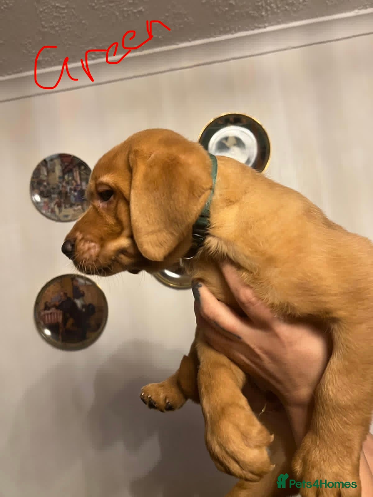 Labrador Retriever dogs Red fox lab - Advert 1