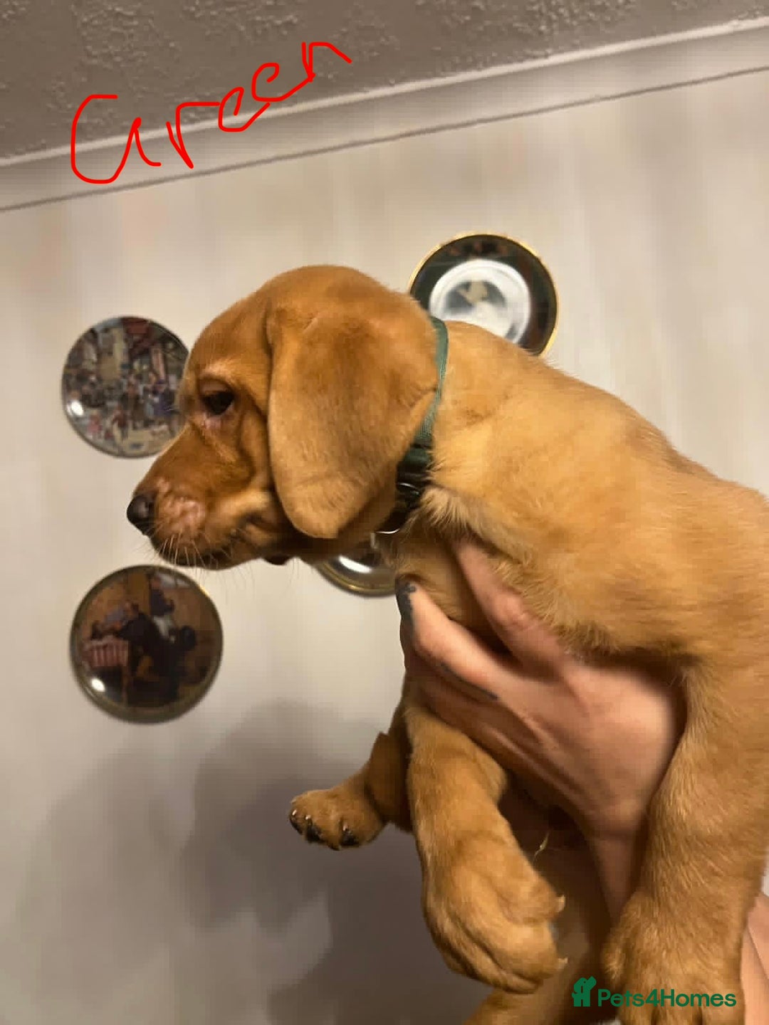 Labrador Retriever dogs for sale: Red fox lab - Advert 1