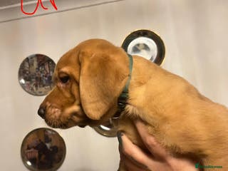 Labrador Retriever dogs Red fox lab - Advert 1