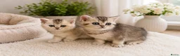 British Shorthair cats for sale: GCCF Active, Silver Tabby  - Advert 2