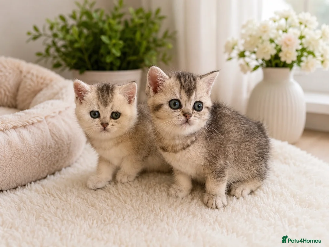 British Shorthair cats for sale: GCCF Active, Silver Tabby  - Advert 2