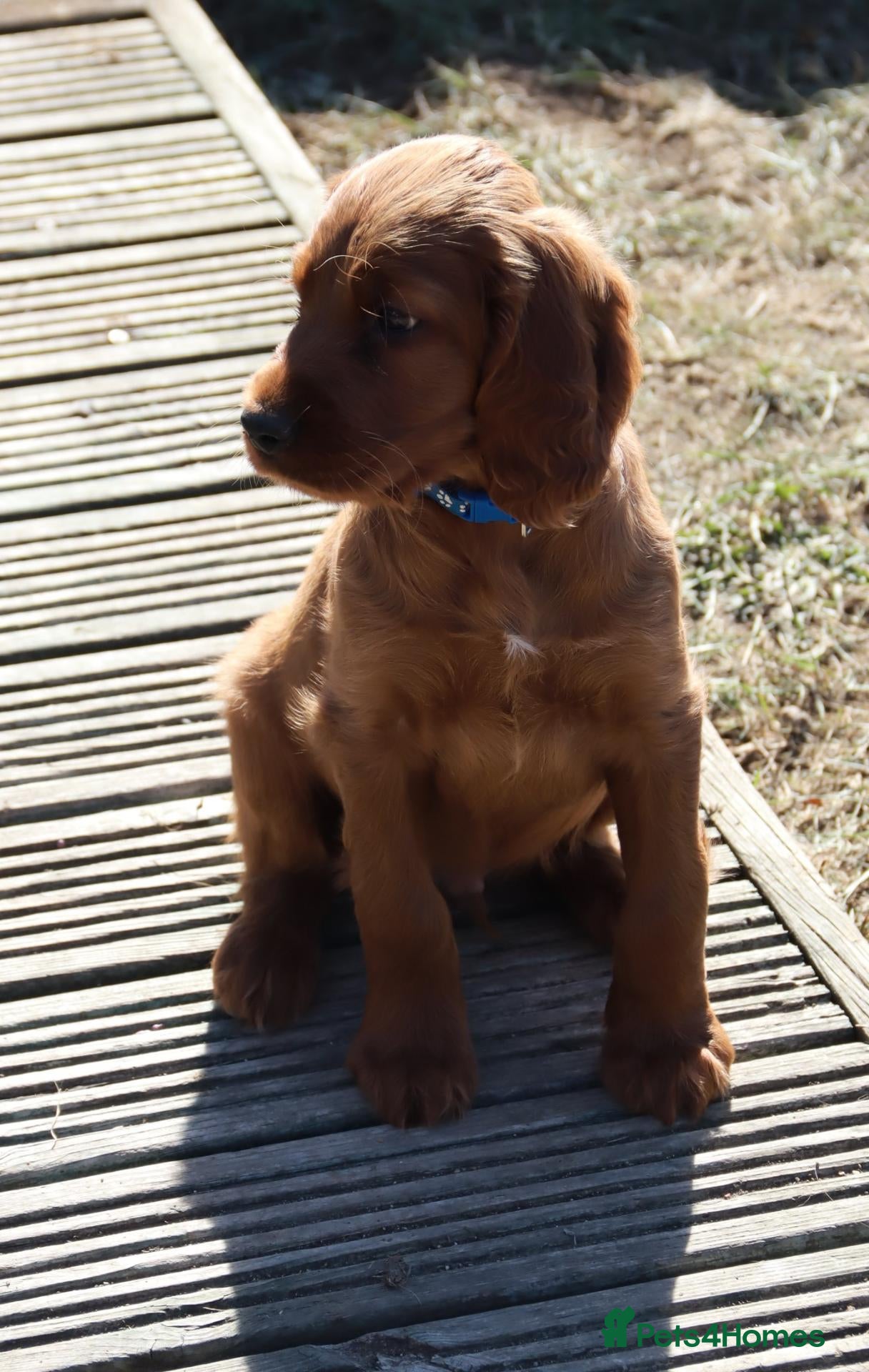 Irish Setter dogs 3 handsome boys ready for their new families  - Advert 2