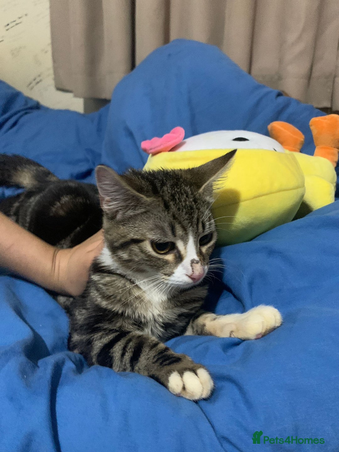 Mixed Breed cats for adoption: 4 lovely kittens looking for there forever home  - Advert 15