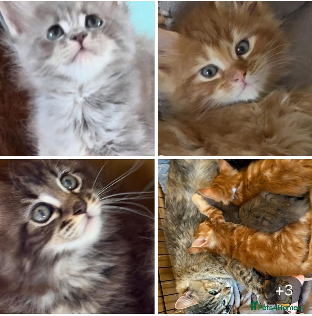 Maine Coon cats for sale: Stunning pedigree maincoon kittens  - Image 5