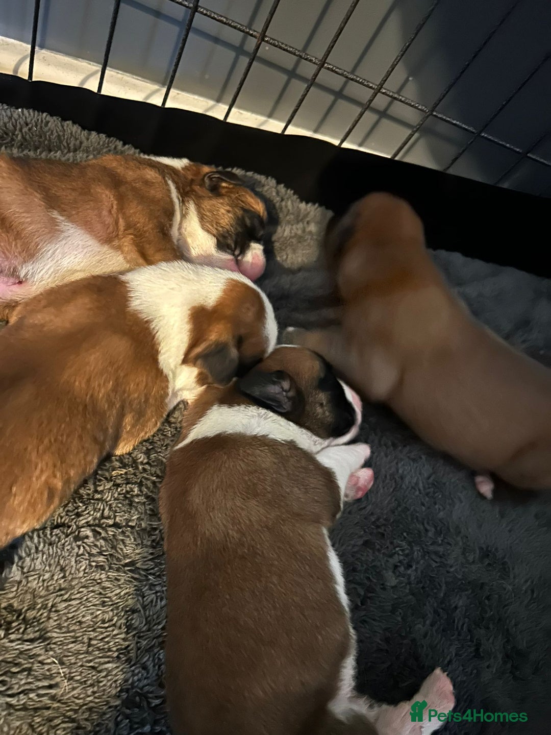 Boxer dogs for sale: Boxer babies - Advert 10