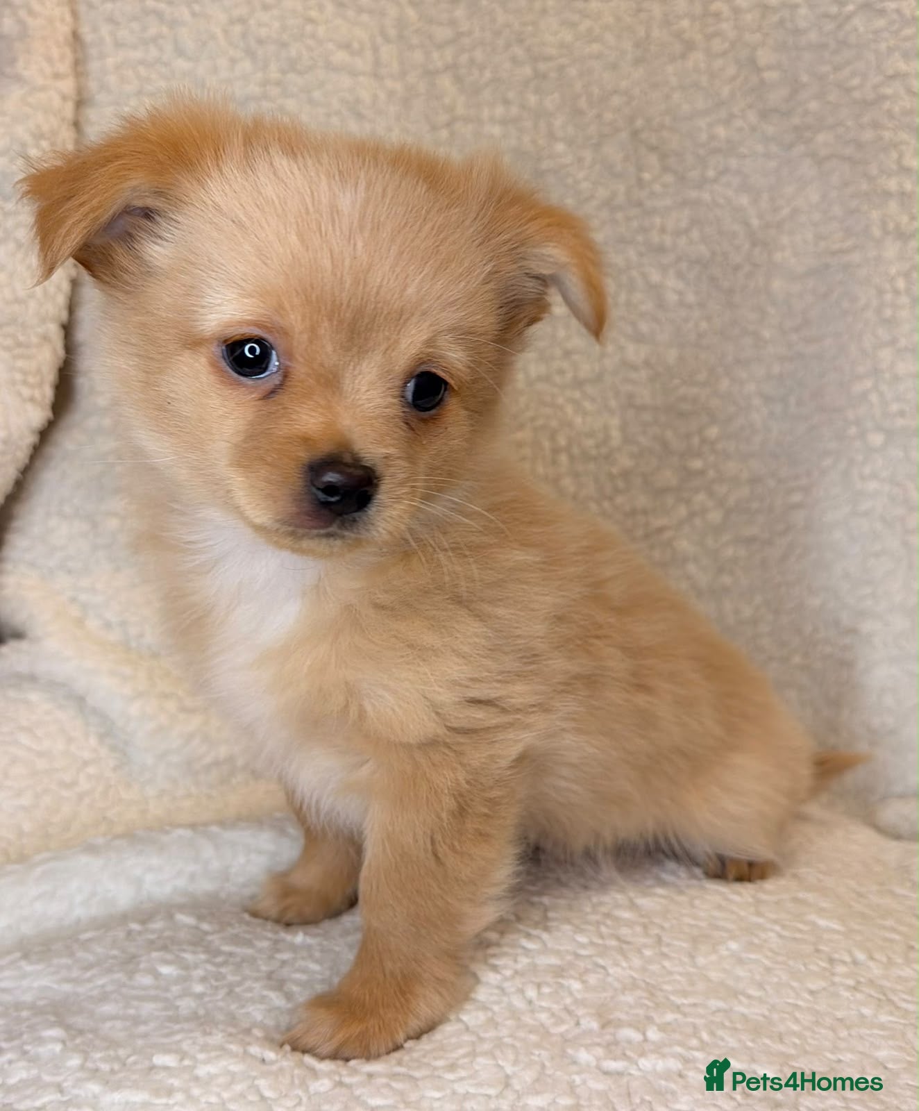 Mixed Breed dogs Pomchi pups  two left! - Advert 2