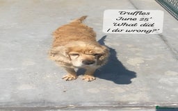 Cocker Spaniel dogs for adoption: Truffles, 10+ yrs. Available for adoption. - Image 8