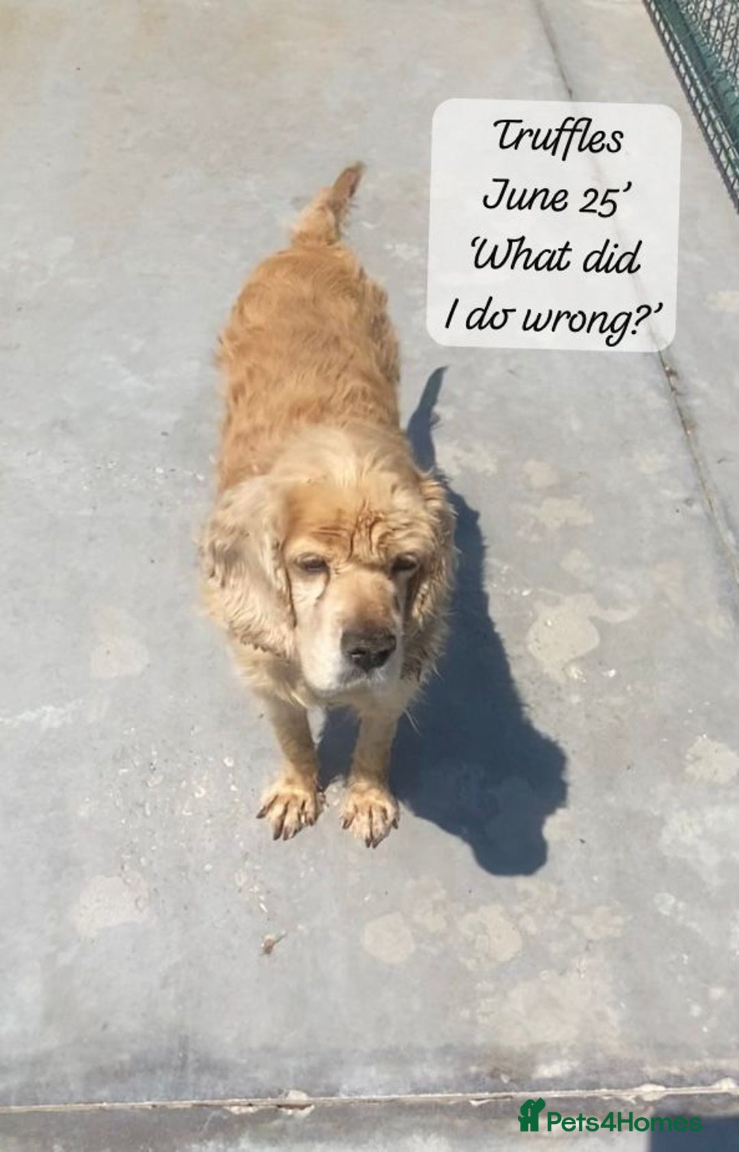 Cocker Spaniel dogs for adoption: Truffles, 10+ yrs. Available for adoption. - Image 8