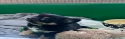 Chihuahua dogs for sale: Black and Tan pure pedigeee long coat boy  - Advert 10